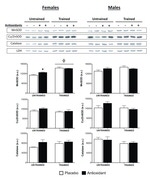 Phospho-JNK1/JNK2 (Thr183, Tyr185) Antibody in Western Blot (WB)