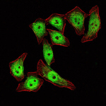 KLF4 Antibody in Immunocytochemistry (ICC/IF)