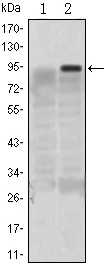 KLF4 Antibody in Western Blot (WB)