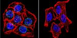 Lamin A/C Antibody in Immunocytochemistry (ICC/IF)