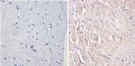 p38 MAPK gamma Antibody in Immunohistochemistry (Paraffin) (IHC (P))