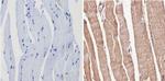 p38 MAPK gamma Antibody in Immunohistochemistry (Paraffin) (IHC (P))