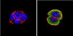 ERK3 Antibody in Immunocytochemistry (ICC/IF)