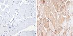 ERK3 Antibody in Immunohistochemistry (Paraffin) (IHC (P))