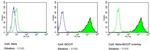 SSEA5 Antibody in Flow Cytometry (Flow)