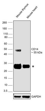 CD14 Antibody in Western Blot (WB)