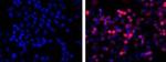 6x-His Tag Antibody in Immunocytochemistry (ICC/IF)