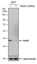 RAD51 Antibody