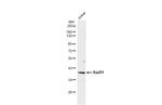 RAD51 Antibody in Western Blot (WB)