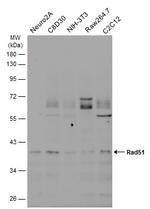 RAD51 Antibody in Western Blot (WB)