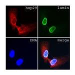 Lamin A/C Antibody in Immunocytochemistry (ICC/IF)