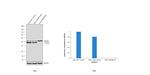 GSK3B Antibody in Western Blot (WB)