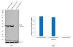 beta Actin Antibody