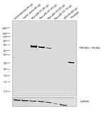 c-Myc Antibody in Western Blot (WB)