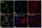 Nanog Antibody in Immunocytochemistry (ICC/IF)