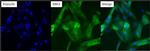 ERK3 Antibody in Immunocytochemistry (ICC/IF)