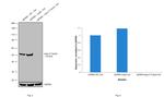 beta-3 Tubulin Antibody