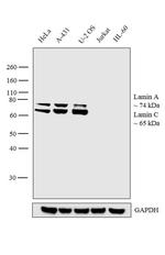 Lamin A/C Antibody in Western Blot (WB)