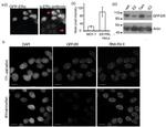 Actin Antibody in Western Blot (WB)