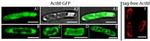 Actin Antibody in Immunocytochemistry (ICC/IF)