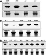 Actin Antibody in Western Blot (WB)