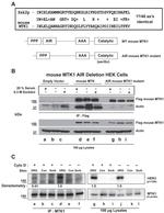 Actin Antibody in Western Blot (WB)