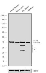 Actin Antibody