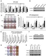 alpha Tubulin Antibody in Western Blot (WB)