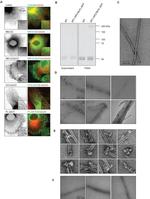 alpha Tubulin Antibody in Immunocytochemistry (ICC/IF)