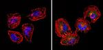 CD18 Antibody in Immunocytochemistry (ICC/IF)