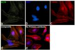 beta Actin Antibody in Immunocytochemistry (ICC/IF)