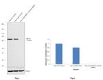 HSP70 Antibody