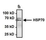 HSP70 Antibody in Immunoprecipitation (IP)