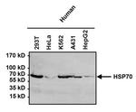 HSP70 Antibody in Western Blot (WB)