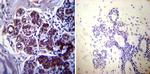 HSP70 Antibody in Immunohistochemistry (Paraffin) (IHC (P))