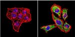 HSP60 Antibody in Immunocytochemistry (ICC/IF)