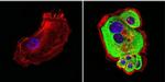 HSP60 Antibody in Immunocytochemistry (ICC/IF)