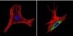 HSP60 Antibody in Immunocytochemistry (ICC/IF)