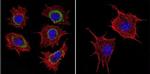 HSP60 Antibody in Immunocytochemistry (ICC/IF)