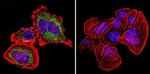 HSP60 Antibody in Immunocytochemistry (ICC/IF)