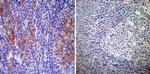 RAB9 Antibody in Immunohistochemistry (Paraffin) (IHC (P))