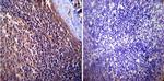 p23 Antibody in Immunohistochemistry (Paraffin) (IHC (P))