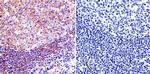 Mu-Calpain Antibody in Immunohistochemistry (Paraffin) (IHC (P))