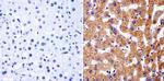 PARP1 Antibody in Immunohistochemistry (Paraffin) (IHC (P))