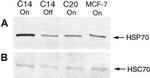 HSP70 Antibody in Western Blot (WB)