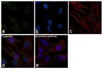 HSP70 Antibody in Immunocytochemistry (ICC/IF)