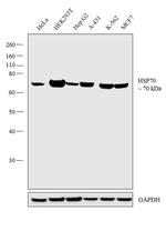 HSP70 Antibody in Western Blot (WB)