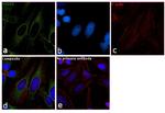 HSP60 Antibody in Immunocytochemistry (ICC/IF)