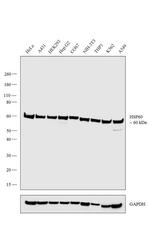 HSP60 Antibody in Western Blot (WB)