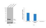 HSP27 Antibody in Western Blot (WB)